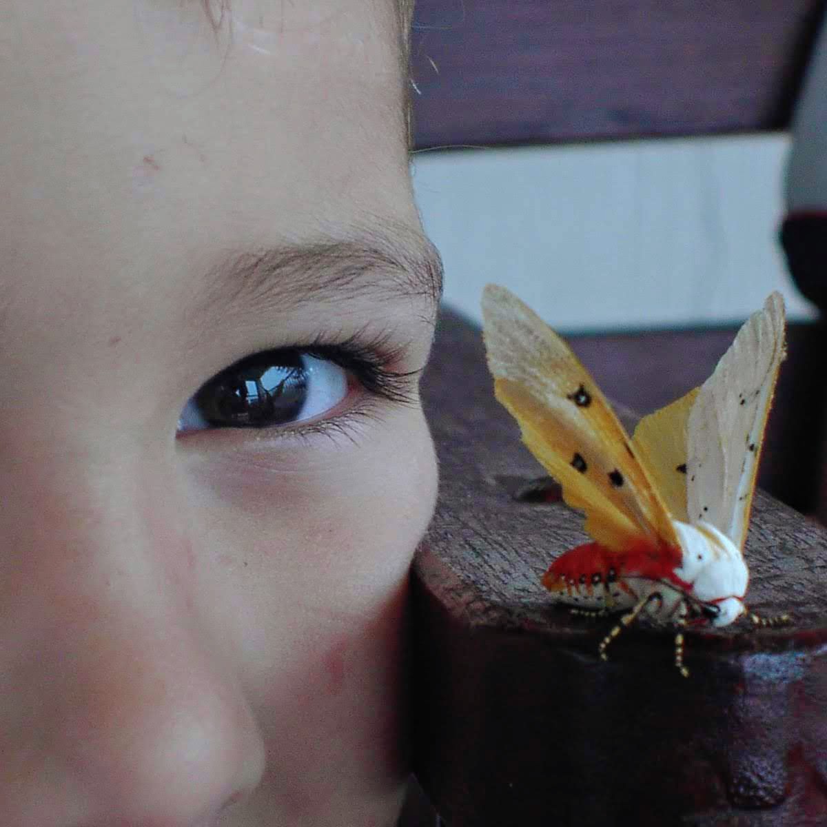 Human interactions with insects in southern Africa